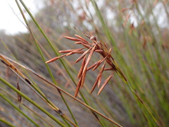 Thamnochortus punctatus