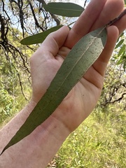 Eucalyptus squamosa