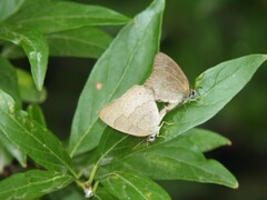 Cissia