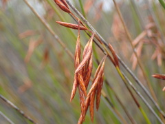 Thamnochortus punctatus