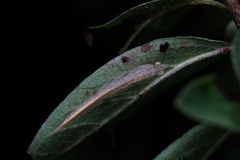 Sinomantis denticulata