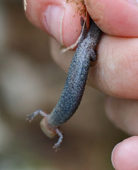Redback Salamander photo 5