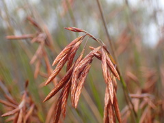 Thamnochortus punctatus