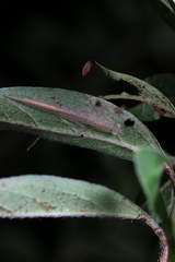 Sinomantis denticulata