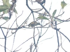 Arachnothera flavigaster