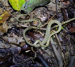 Boiga bengkuluensis
