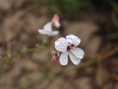 Pelargonium senecioides