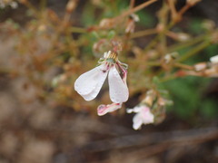 Pelargonium senecioides