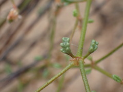 Pelargonium senecioides