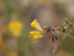 Aspalathus acuminata