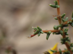 Aspalathus acuminata