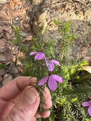 Tetratheca ericifolia