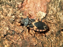 Sphedanocoris sabulosus