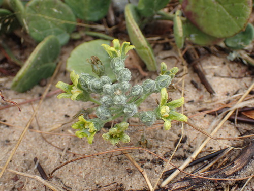 Image of Kedrostis psammophila by (c) Mahomed Desai, some rights reserved (CC BY)