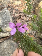 Tetratheca ericifolia