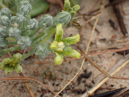 Image of Kedrostis psammophila by (c) Mahomed Desai, some rights reserved (CC BY)