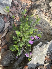 Tetratheca ericifolia