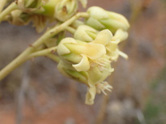 Tylecodon wallichii