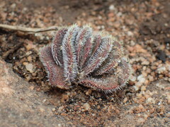 Crassula tomentosa