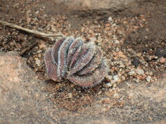 Crassula tomentosa