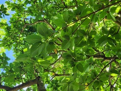 Sterculia ceramica