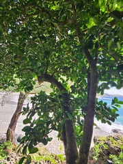Sterculia ceramica