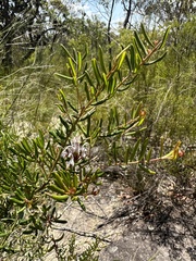 Grevillea sphacelata