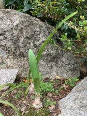 Hippeastrum hybridum