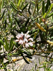 Grevillea sphacelata