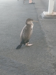 Phalacrocorax punctatus
