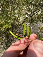 Grevillea sphacelata