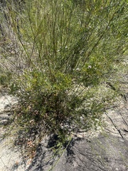 Grevillea sphacelata
