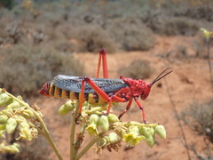 Phymateus morbillosus