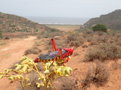 Phymateus morbillosus