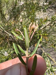 Grevillea sphacelata