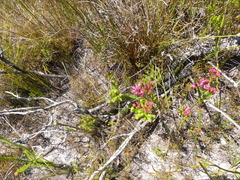 Erica vogelpoelii