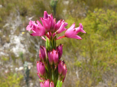 Erica vogelpoelii