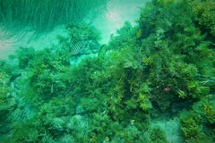 Heteroscarus acroptilus