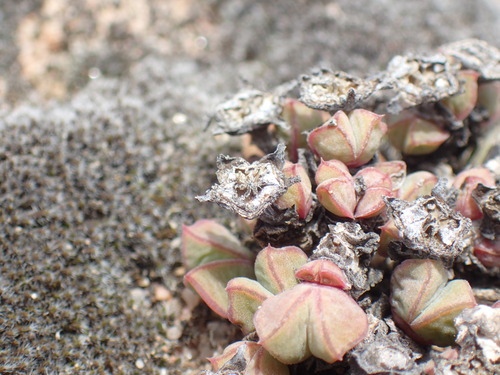 Antimima limbata