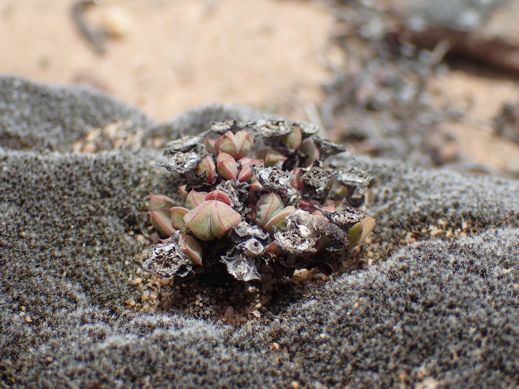 Antimima limbata, West Coast District Municipality, South Africa