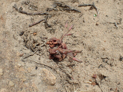 Anacampseros retusa