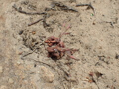 Anacampseros retusa
