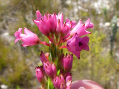 Erica vogelpoelii