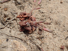 Anacampseros retusa