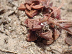 Anacampseros retusa