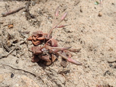Anacampseros retusa