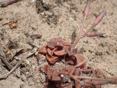 Anacampseros retusa