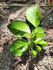Murraya omphalocarpa