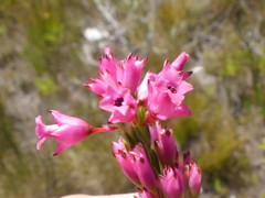 Erica vogelpoelii
