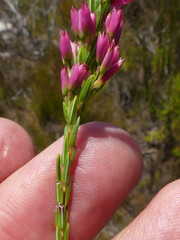Erica vogelpoelii